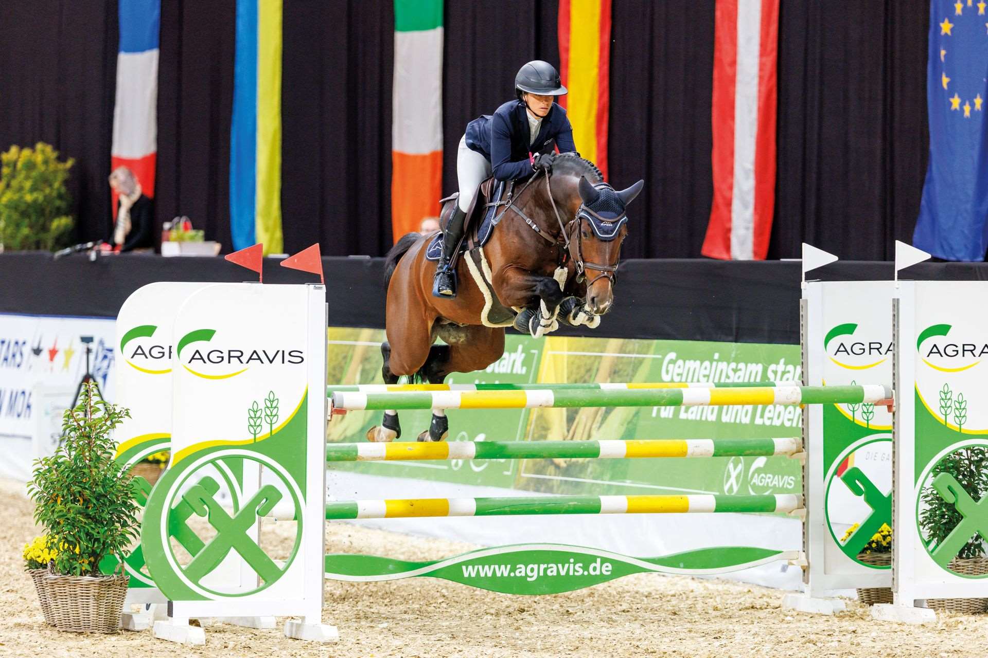 Conthalor Blue PS  Stallion